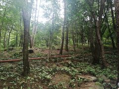 -铁山坪森林公园