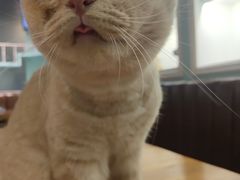 -猫小院猫主题餐厅(三里屯店)