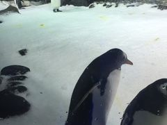 -凯莉-塔尔敦海洋生物水族馆