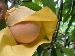 -老袁家蜜桃农场·阳山水蜜桃