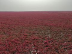 -红海滩国家风景廊道