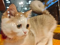 -欣宠猫屋·矮脚拿破仑·蓝金金渐层