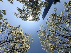 -陆家嘴中心绿地