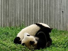 -卧龙中华大熊猫苑神树坪基地