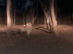 -清迈夜间动物园
