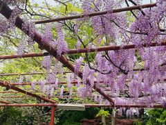 -嘉定紫藤园