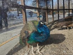 -南宫五洲植物乐园