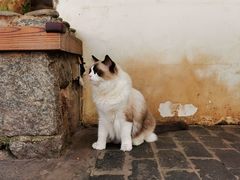 -喵屿·大理花园猫咖