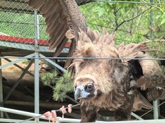 -西霞口神雕山野生动物世界
