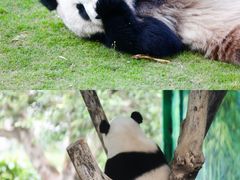 -灵玲国际马戏城