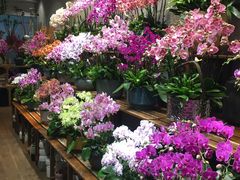 -双季花艺园艺市场(浦东店)