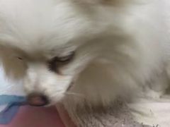 -北京观赏动物医院·24小时大型综合·猫专科·异宠专科