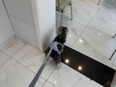 -艾吉宠物医院·疑难杂症转诊中心·猫友好(碧江路院)