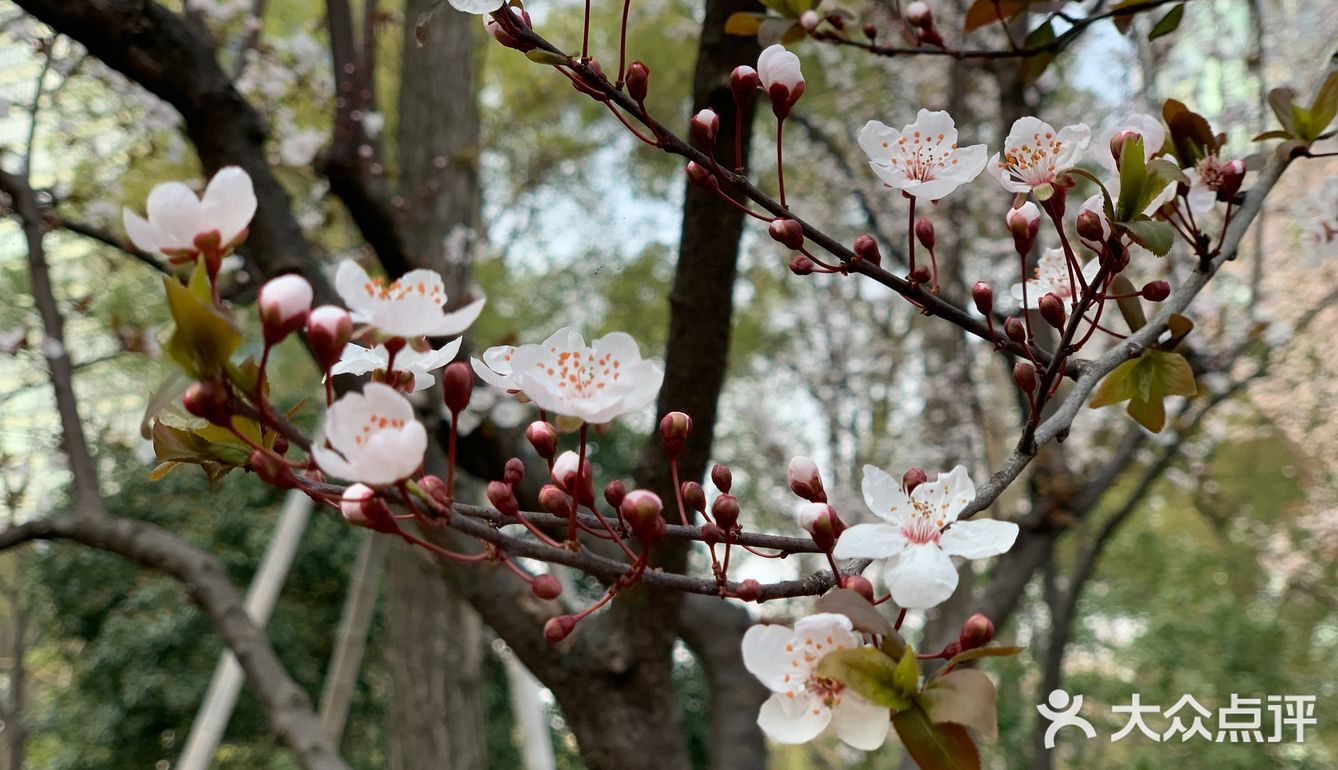 百花齐放