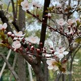 百花齐放