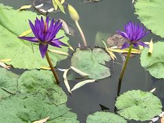 -国家植物园南园