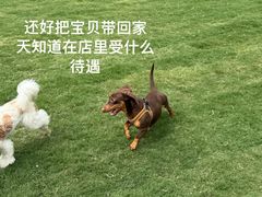 -萌宠之家·腊肠犬·马尔泰·小体犬舍