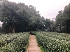 -西湖风景区十里琅珰-五云山