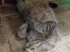 -猫咪博物馆(顶澳仔猫街店)