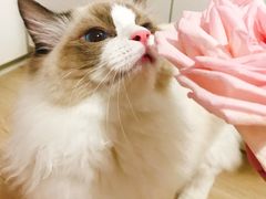 -宠爱国际动物医院·消化内科·心肾内科·ISFM猫友好(望京店)