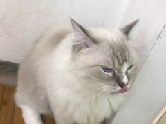 -Heymao猫咖.咖啡厅(东门店)