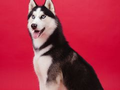 -趣玩宠物乐园寄养训犬训狗游泳池