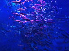 -成都浩海立方海洋公园