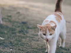 -泰州凤城河风景区-泰山公园