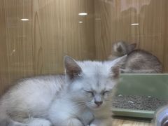 -屋虎猫馆(宝安大仟里店)