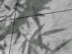 -柴务处·柴犬主题狗咖