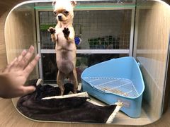 -藦茜花园宠物主题亲子互动体验馆(国顺东路店)