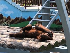 -西霞口神雕山野生动物世界