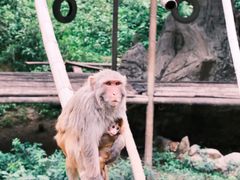 -西双版纳原始森林公园