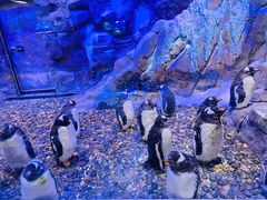-迪拜水族馆及水下动物园