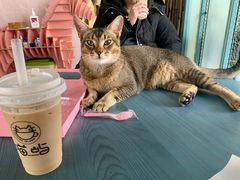 -喵屿·大理花园猫咖