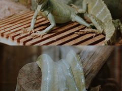 -上海大自然野生昆虫馆(东方明珠·爬宠昆虫探索中心)