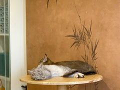-楼上猫咖(罗湖店)