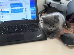 -佑安动物医院·全科·内窥镜中心(幸福巷店)