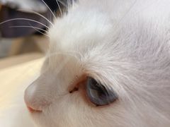 -瞄一喵猫咖(格力海岸店)