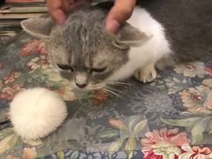 -猫色咖啡·猫咖