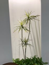 -VE专注问题肌·赛诺龙&科学美肤中心