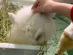 -藦茜花园宠物主题亲子互动体验馆(国顺东路店)
