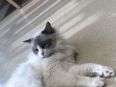 -藏猫猫咖啡主题馆(中央大道店)