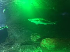 -凯莉-塔尔敦海洋生物水族馆