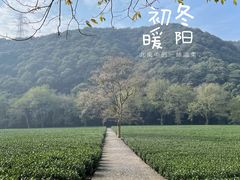 -云栖竹径