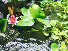 -舌尖上的烤全羊(华夏大道店)