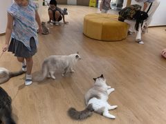 -1013 PET SHOP精品宠物商店(丁香店)