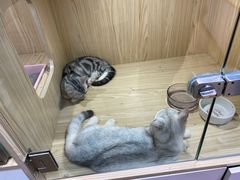 -屋虎猫馆(宝安大仟里店)