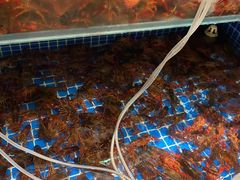 -首府山烧烤·小龙虾·KTV(翠堤湾店)