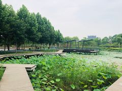 -郑东新区湿地公园